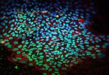 Подовжено термін подання заяв на участь у симпозіумі для молодих вчених