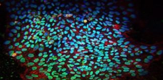 Подовжено термін подання заяв на участь у симпозіумі для молодих вчених