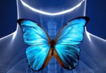 «Українська школа ендокринології»