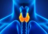 25 травня – Всесвітній день щитоподібної залози