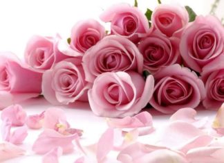 Президія НАМН України сердечно вітає Веселовську Зою Федорівну з ювілеєм!