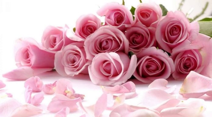 Президія НАМН України сердечно вітає Веселовську Зою Федорівну з ювілеєм!