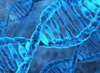 МікроРНК – малі молекули з великим значенням для фармакотерапії хвороби Альцгеймера