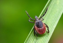 Кліщові інфекції. Хвороба Лайма