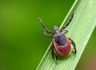 Кліщові інфекції. Хвороба Лайма