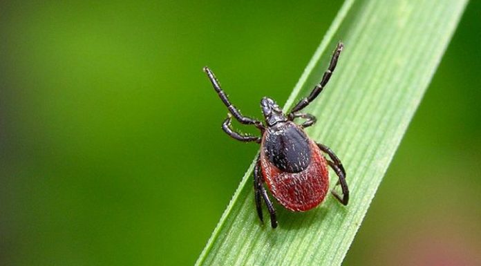Кліщові інфекції. Хвороба Лайма