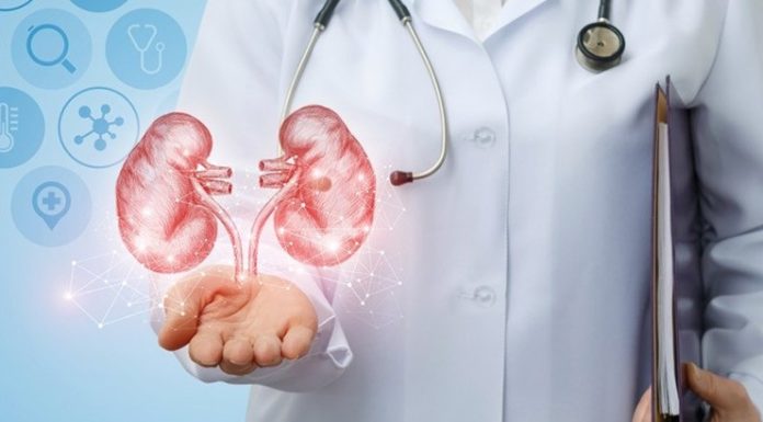 Здорові нирки — запорука здорового і довгого життя