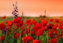 ПРИВІТАННЯ ПРЕЗИДЕНТА НАМН УКРАЇНИ, АКАДЕМІКА В.І. ЦИМБАЛЮКА ПРИСВЯЧЕНЕ РІЧНИЦІ ВЕЛИКОЇ ПЕРЕМОГИ