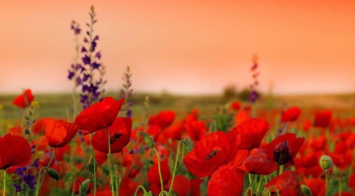 ПРИВІТАННЯ ПРЕЗИДЕНТА НАМН УКРАЇНИ, АКАДЕМІКА В.І. ЦИМБАЛЮКА ПРИСВЯЧЕНЕ РІЧНИЦІ ВЕЛИКОЇ ПЕРЕМОГИ