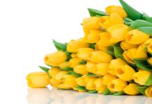 Привітання до Міжнародного жіночого дня