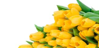 Привітання до Міжнародного жіночого дня