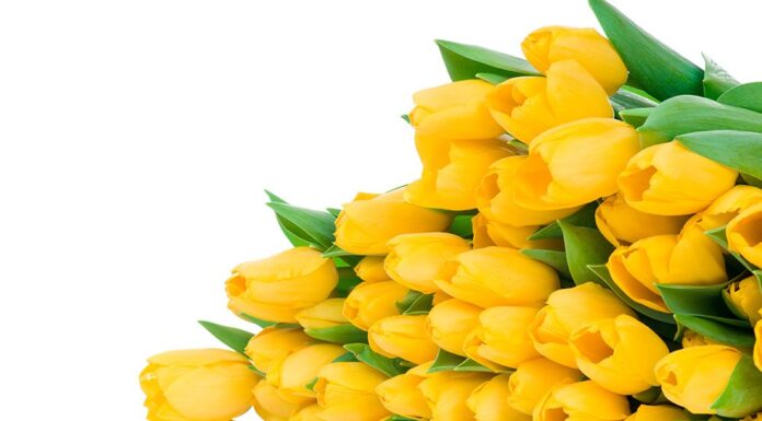 Привітання до Міжнародного жіночого дня