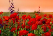 До Дня пам’яті та примирення