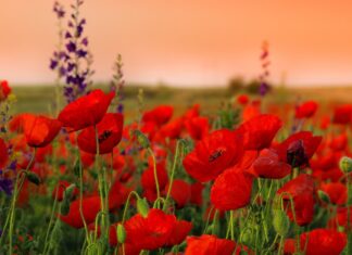 До Дня пам’яті та примирення