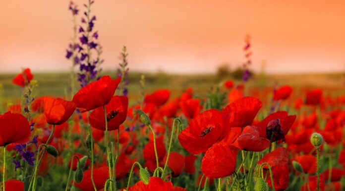 До Дня пам’яті та примирення