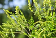 Алергія на амброзію. Симптоми та як її лікувати