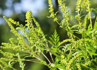 Алергія на амброзію. Симптоми та як її лікувати