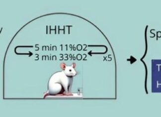 Тривають активні дослідження механізмів розвитку хвороби Альцгеймера