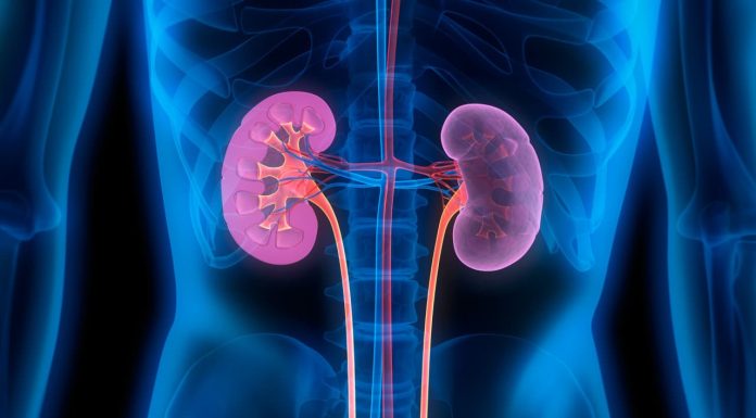 🌏12 березня — Всесвітній день нирки